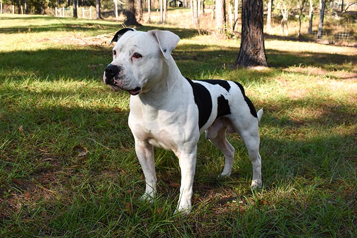 تصویر آمریکن بولداگ (American Bulldog)